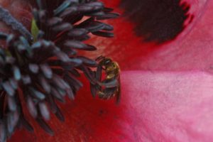 Eine Wildbiene sammelt Pollen im Mohn. Auch wildbienen sind vom Insektensterben betroffen. (Foto: Honighäuschen)