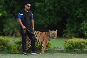 Nouman Hassan, ein Großkatzen-Fan, beim Gassi gehen mit seinem bengalischen Tiger (Foto: Arif Ali/AFP)
