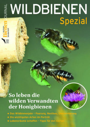 Honighäuschen (Bonn) - Neben den Honigbienen spielen auch die Wildbienen eine wichtige Rolle bei der Be stäubung und im Ökosystem, denn viele Pfl anzen sind auf sie angewiesen. Wir nehmen Sie mit in die Lebenswelt dieser faszinierenden Insekten und zeigen, wie sie ihre Nester bauen, Nahrung suchen und ihren Nachwuchs versorgen. Inhalte: - Was sind Wildbienen? - Lebensräume schaff en und schützen - So schlafen Wildbienen - Paarung und Nestbau - Wo fi ndet man Wildbienen? - Wann ist welche Art aktiv? - Das Wildbienenjahr im Überblick - Praktische Tipps für den Garten - Wildbienenarten erkennen - Porträts der häufigsten Arten - Schutz und Gefährdung - Wildbienen als wichtige Bestäuber - Worauf Sie bei Insektenhotels achten sollten