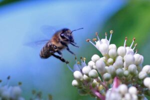 Weltweit sind Bienenpopulation von Pestiziden bedroht. EU-Ombudsfrau Emily O'Reilly rügt die EU-Kommission. (Foto: Honighäuschen)
