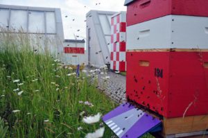 Die Bundesbienen der Imkerei Honighäuschen auf dem Dachgarten der Bundeskunsthalle (Foto: Klaus Maresch)