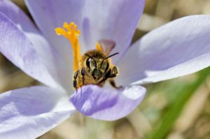 Eine Honigbiene winkt aus einer Krokusblüte (Foto: Klaus Maresch)